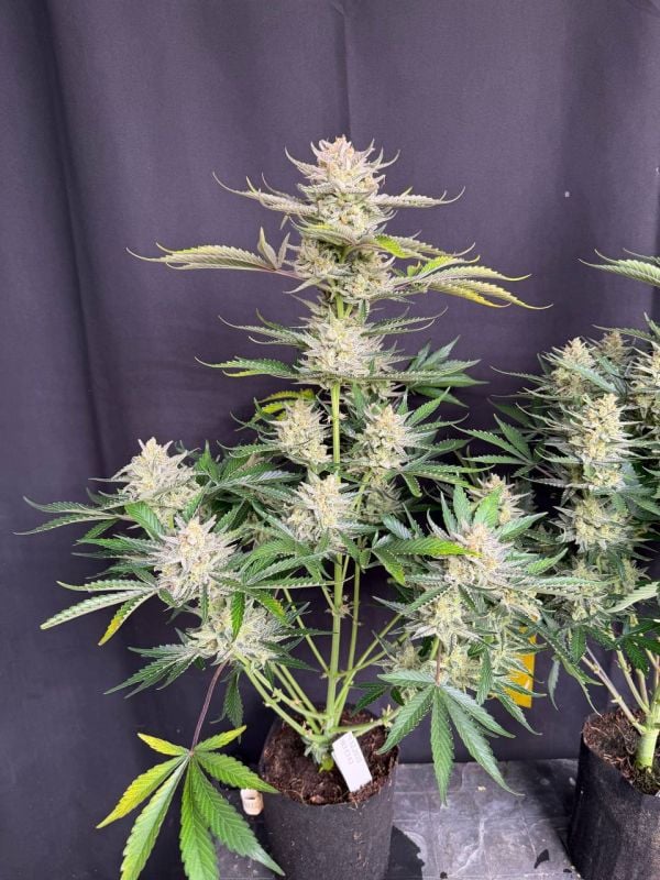 Instagram BubbleGum Auto