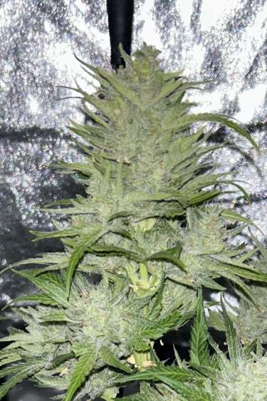 Instagram Pound Cake Auto