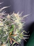 Instagram Blueberry Auto