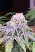 Instagram Lemon Mandarin™