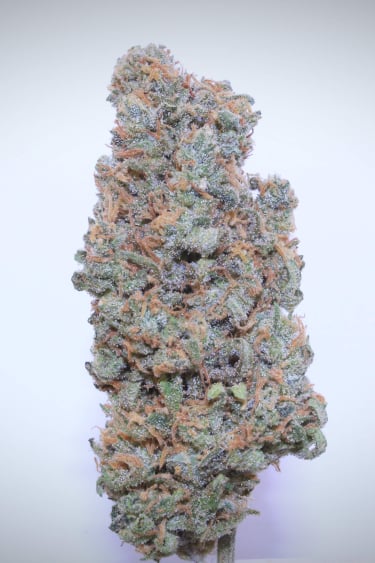 Instagram Trainwreck Auto