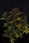 Instagram Purple Lemonade Auto RF3™