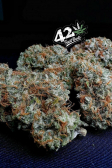 Instagram Gorilla Z Auto