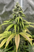 Instagram Gorilla Melon™