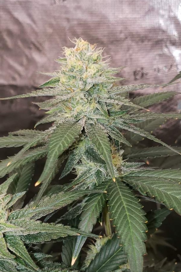 Buy Tropicana Cookies FF Cannabis Seeds | Fast Buds