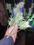 Instagram Mendo Frost Auto™