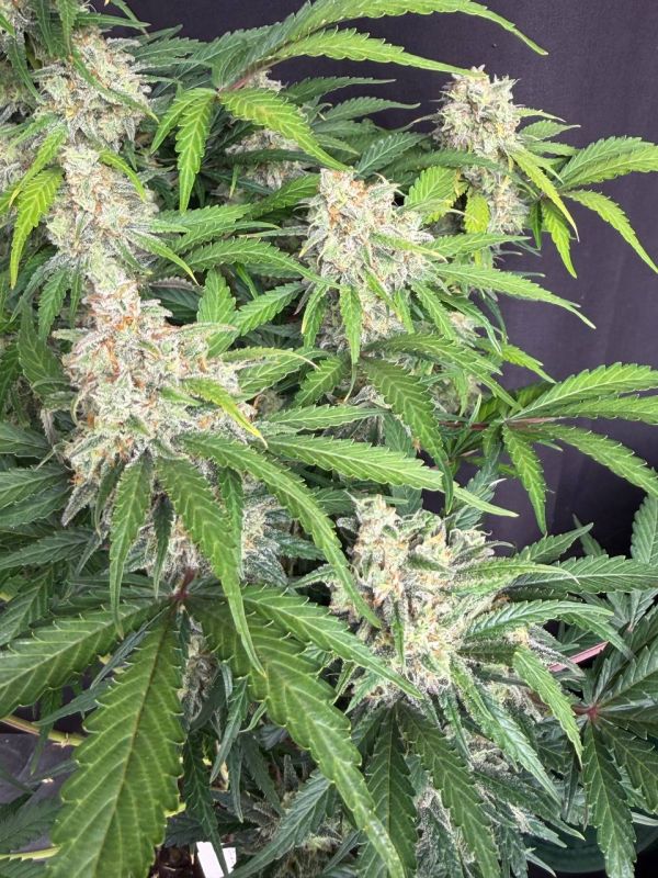 Instagram Moby Dick Auto