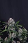 Instagram Lemon Cherry Sundae Auto™