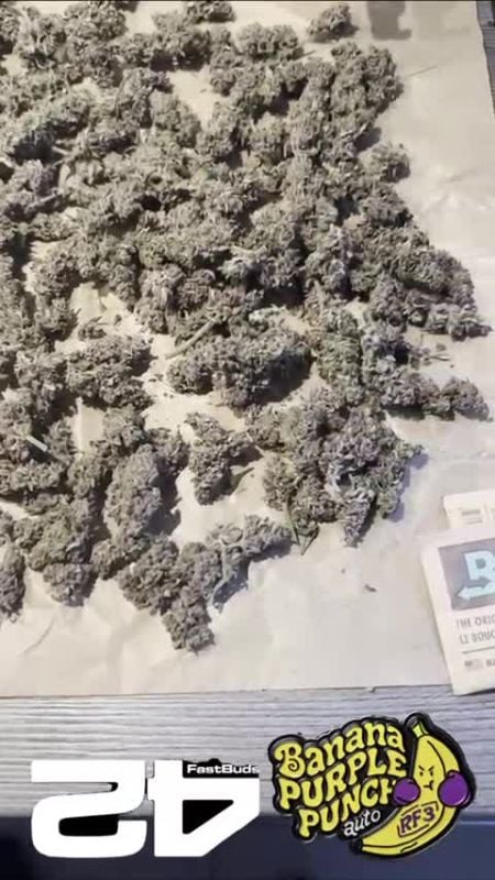 Banana Purple Punch Auto RF3 @bernie 