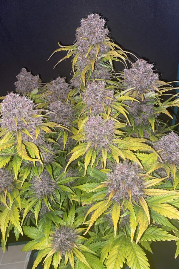 Instagram AUTO | Purple Lemonade Auto