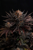 Instagram Purple Lemonade FF