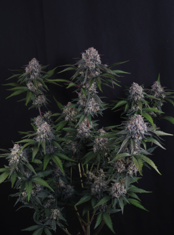 Instagram Cherry Cookies Trial Pack