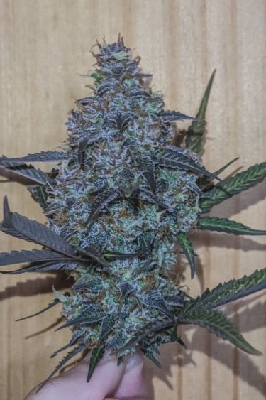 Instagram Afghan Kush Auto