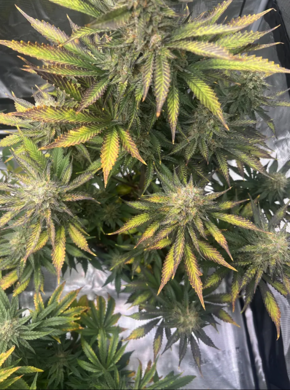 Instagram Guava Auto RF3