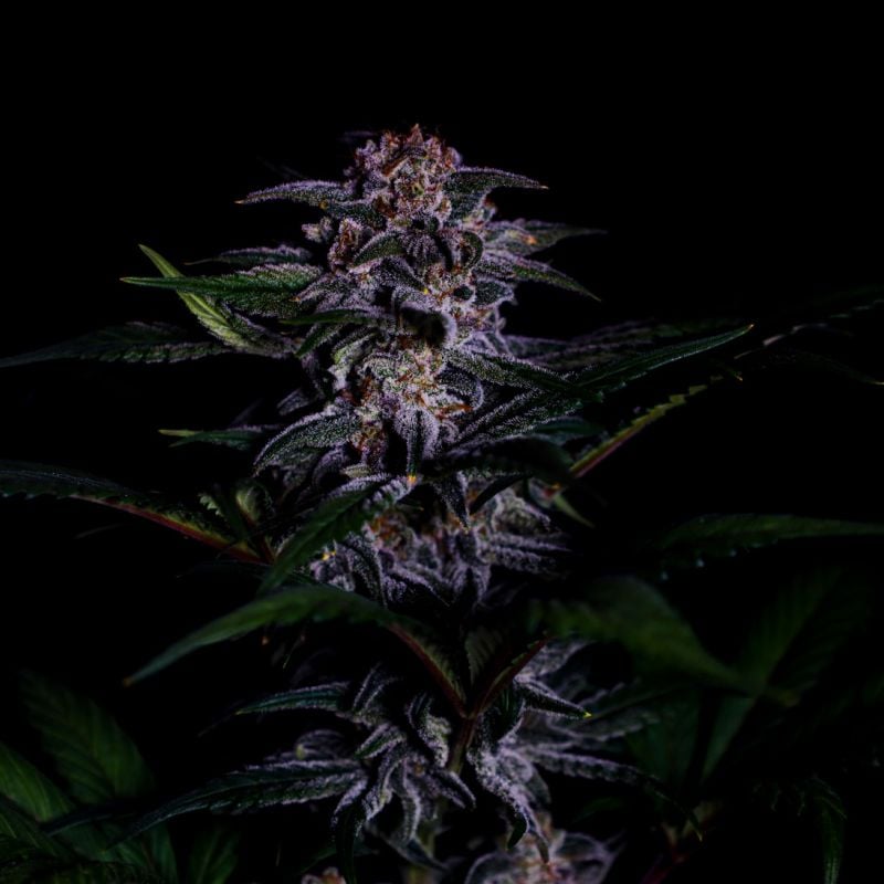 Instagram Strawberry Gorilla Auto RF3