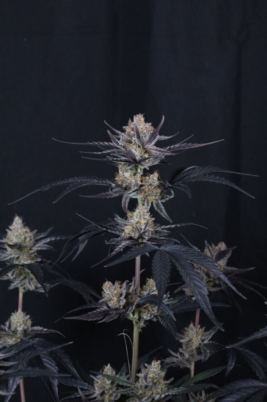 Instagram Guava Runtz Auto