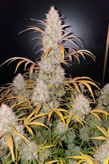 Instagram Strawberry Pie Auto