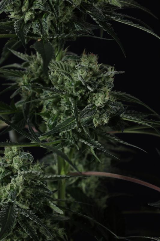 Instagram Banana Guava Auto