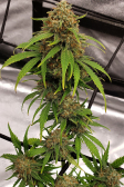 Instagram Gorilla Cookies Auto