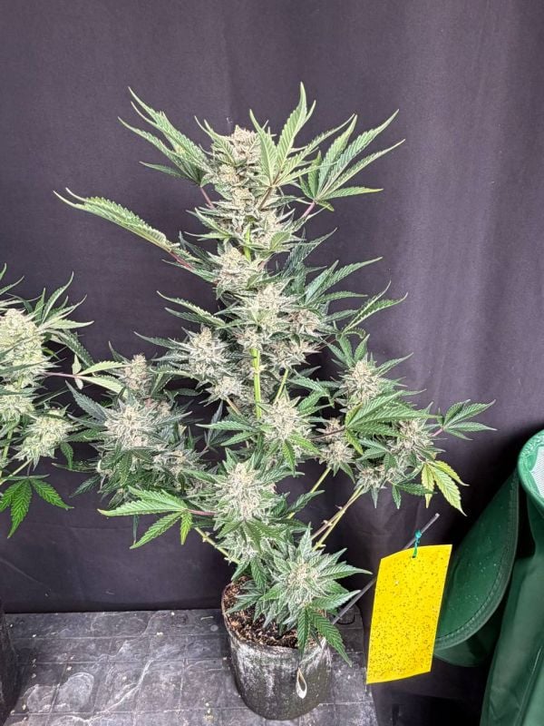 Instagram Sour Diesel Auto