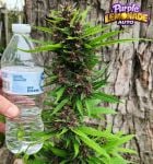 Instagram Purple Lemonade Auto