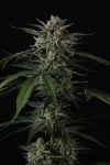 Instagram Banana Guava Auto™