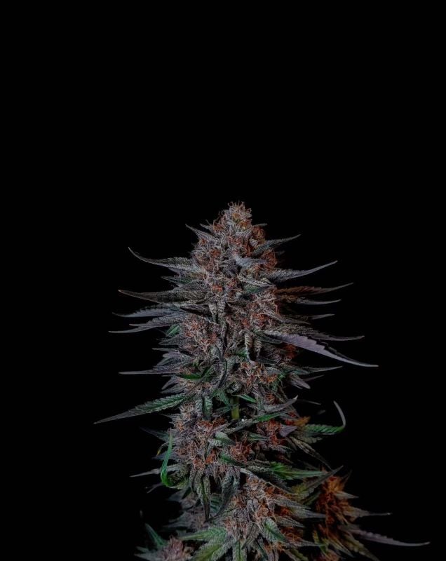 Instagram Guava Sundae Auto
