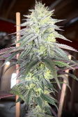Instagram Papaya Sherbet™