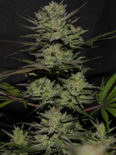 Instagram Northern Lights Auto