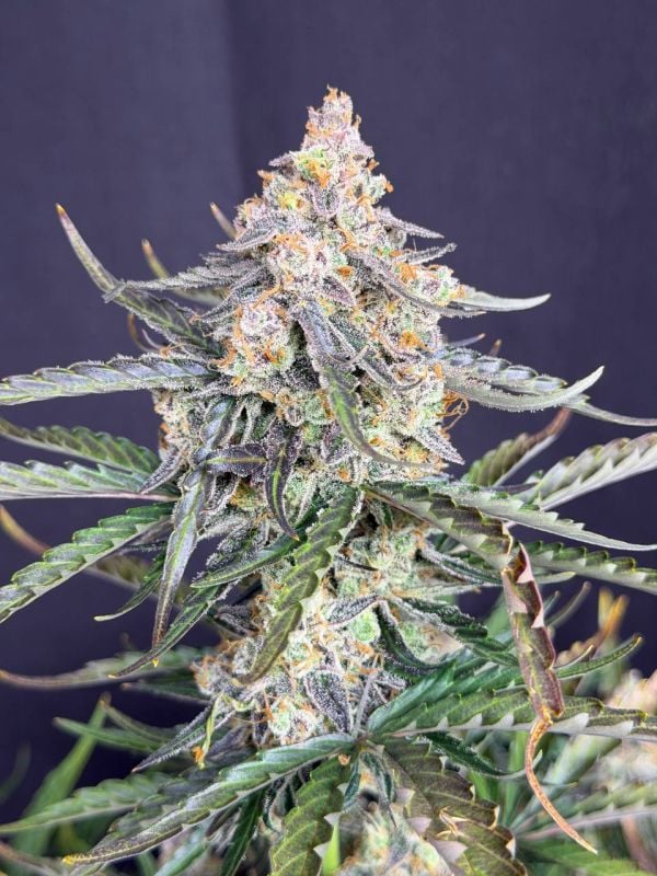 Instagram Big Bud Auto