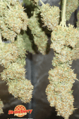 Instagram Strawberry Pie Auto