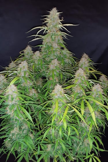 Instagram Lemon Pie Auto