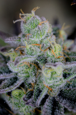 Instagram Gorilla Cookies FF