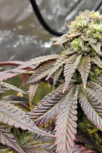Instagram Papaya Sherbet™