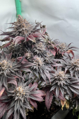 Instagram Purple Lemonade FF