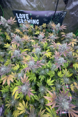 Instagram GG4 Sherbet FF
