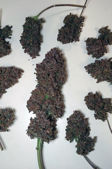 Instagram Purple Lemonade Auto