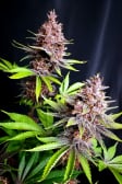 Instagram Purple Lemonade FF