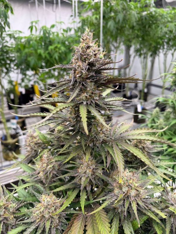 Instagram Trainwreck Auto