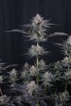 Instagram Mendo Guava Auto™