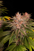 Instagram Purple Lemonade FF