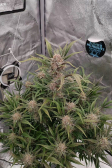 Instagram Gorilla Z Auto