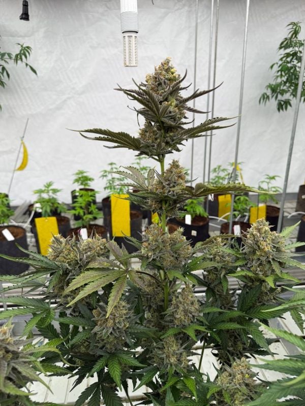 Instagram Skunk Auto