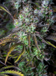 Instagram Big Bud Auto