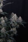 Instagram Guava Sundae Auto™