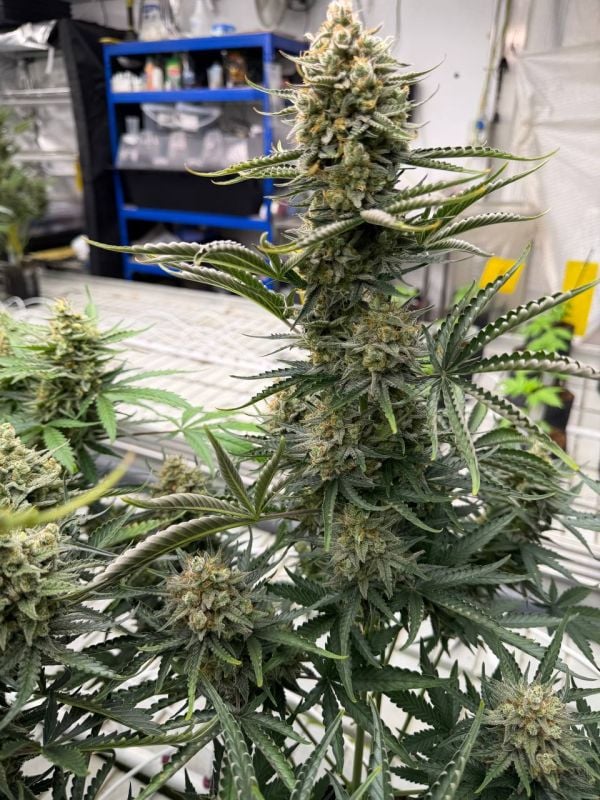 Instagram OG Kush Auto