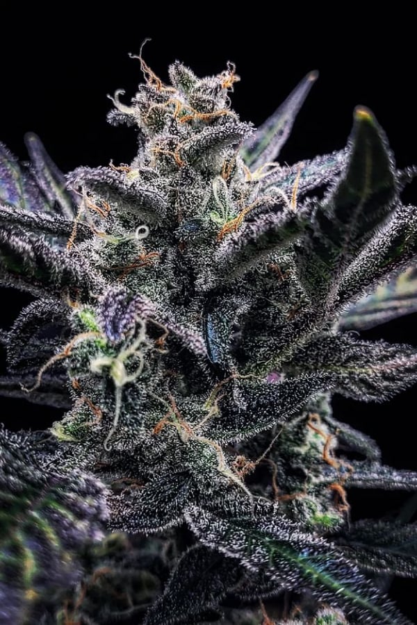 Buy Amnesia Zkittlez Auto Cannabis Seeds | Fast Buds