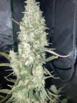 Instagram Strawberry Gorilla Auto RF3™