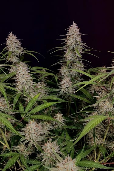 Instagram Bruce Banner Auto