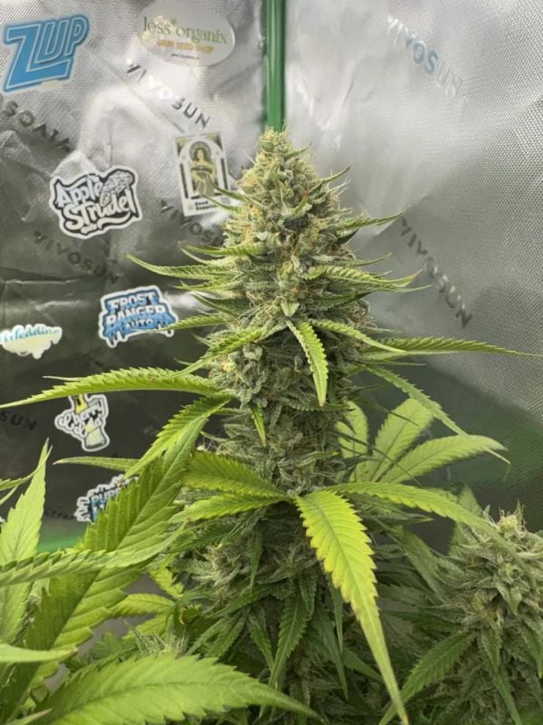 AUTO | Pineapple OG Auto™